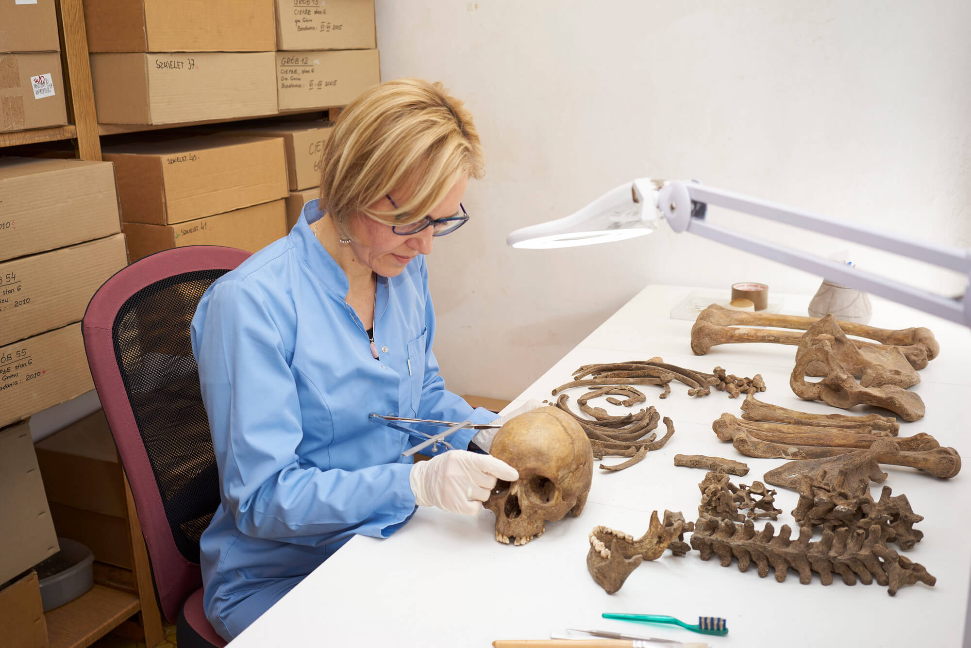 Antropolog dr Aleksandra Pudlo podczas pomiarow i opisywania szkieletu