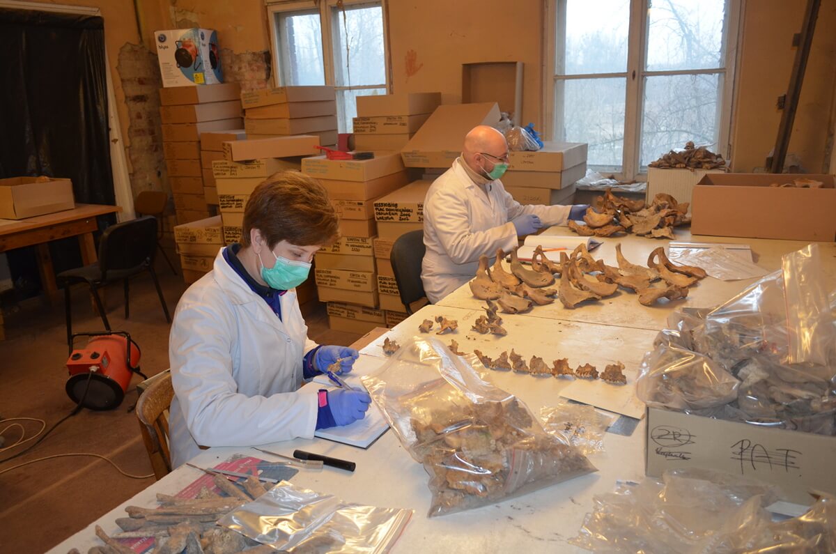 Analiza materiału kostnego z ossuarium, przy pracy dr Justyna Marchewka i dr Robert Dąbrowski. Fot. A. Pudło.